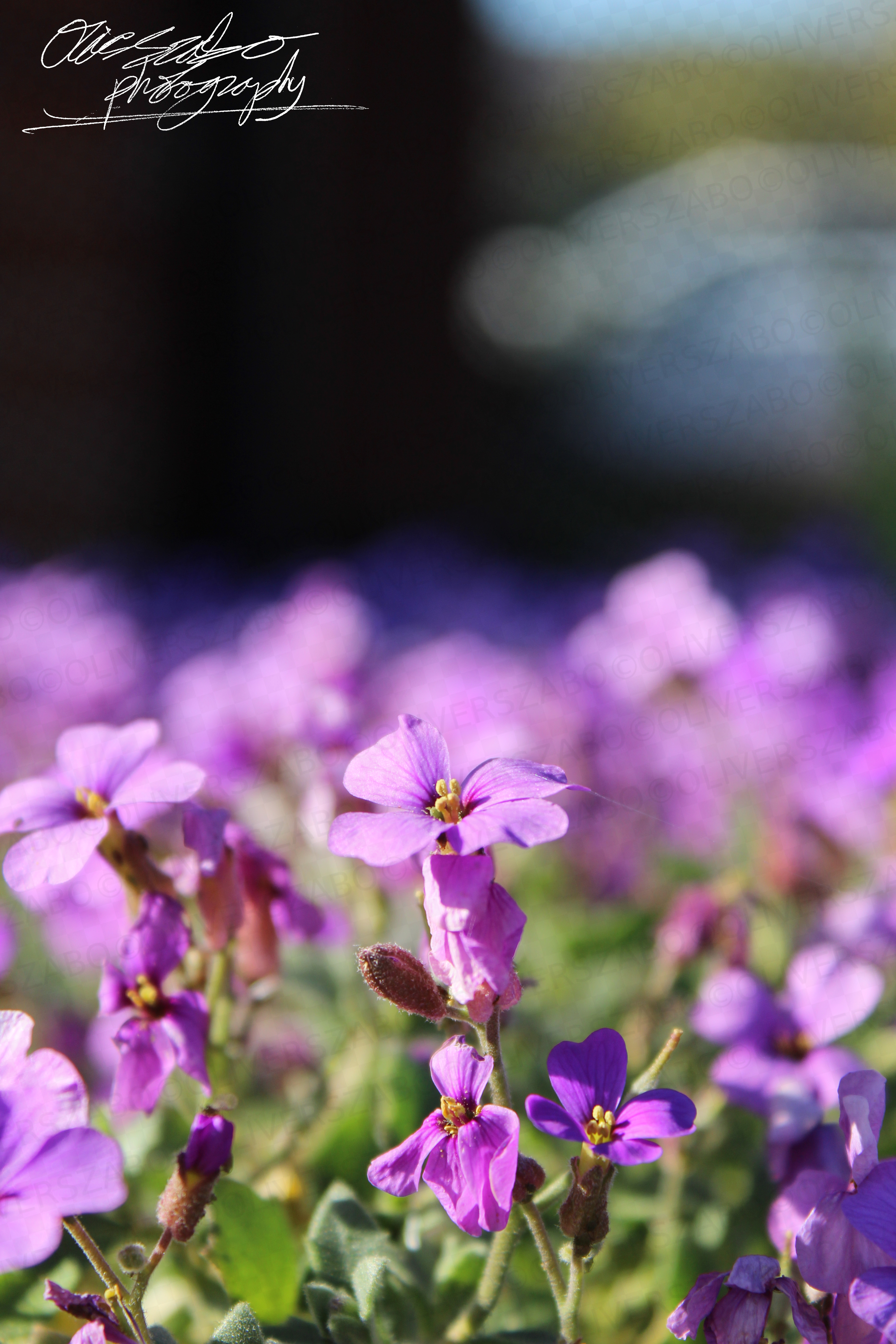 Purple Flowers